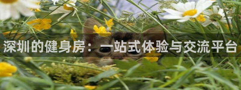 龙8国际为啥改名叫头号玩家了